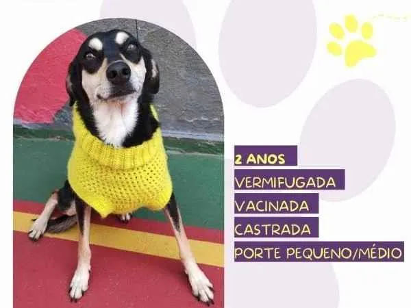 Cachorro ra a SRD-ViraLata idade 1 ano nome Luna