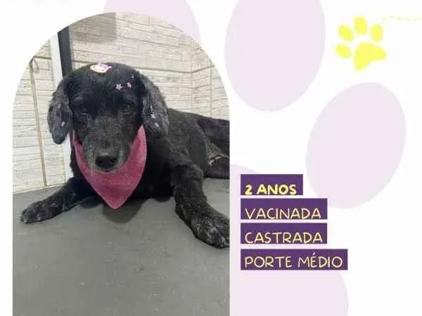 Cachorro ra a SRD-ViraLata idade 1 ano nome Neguinha