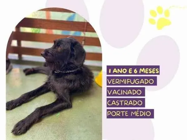 Cachorro ra a SRD-ViraLata idade 1 ano nome Nick