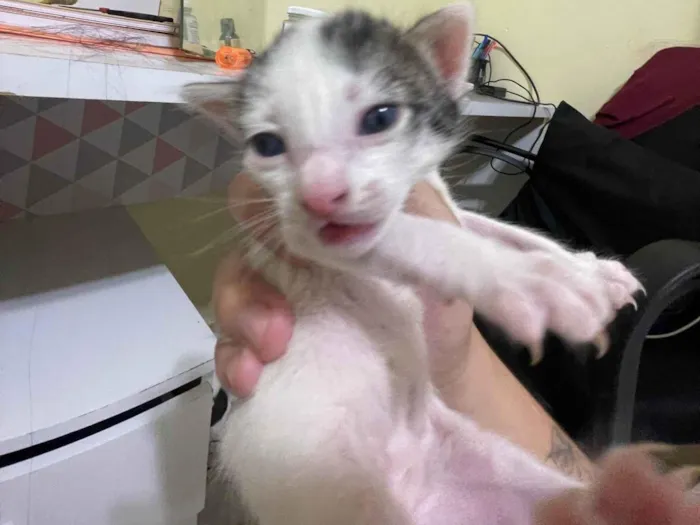 Gato ra a SRD-ViraLata idade 2 a 6 meses nome Gata