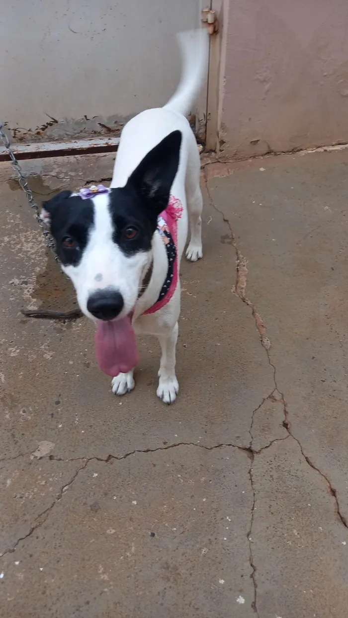 Cachorro ra a SRD-ViraLata idade 3 anos nome Panda