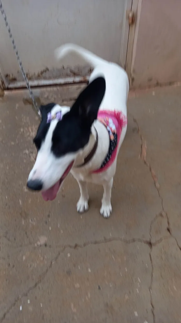 Cachorro ra a SRD-ViraLata idade 3 anos nome Panda