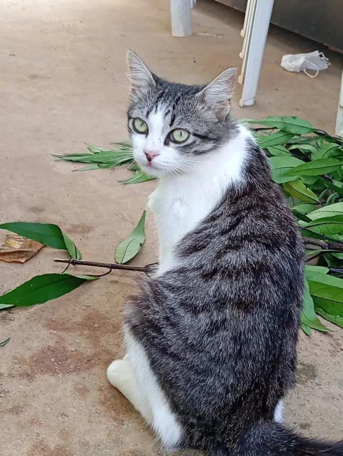 Gato ra a SRD-ViraLata idade 1 ano nome Luiza , jaddy e Angela 