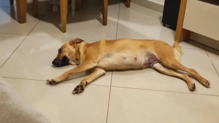 Cachorro ra a SRD-ViraLata idade 3 anos nome Cacau