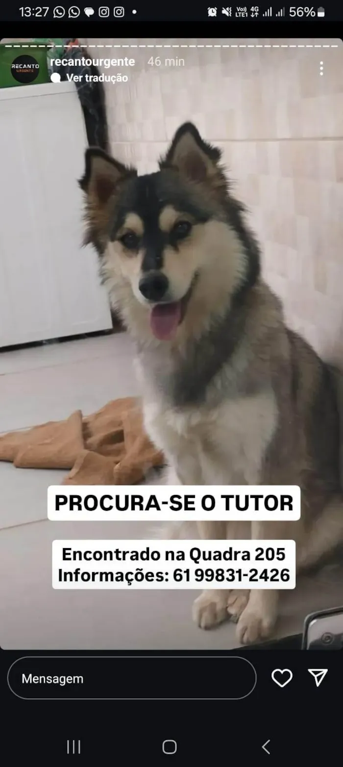 Cachorro ra a SRD-ViraLata idade Abaixo de 2 meses nome Itiel Felix Lima