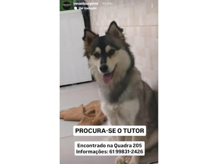 Cachorro ra a SRD-ViraLata idade Abaixo de 2 meses nome Itiel Felix Lima