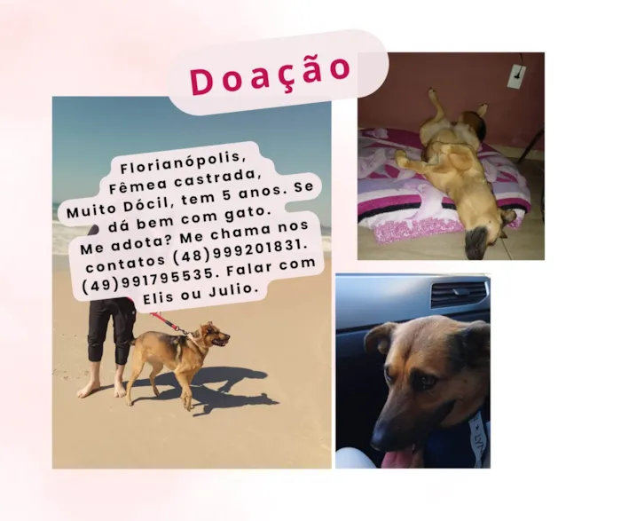 Cachorro ra a SRD-ViraLata idade 5 anos nome Syndi 