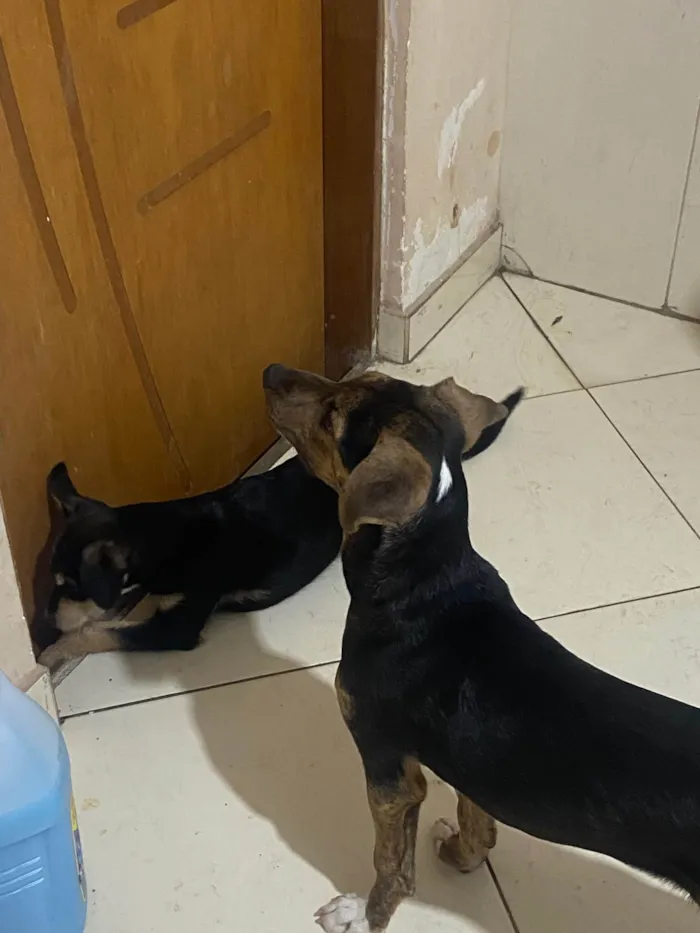 Cachorro ra a SRD-ViraLata idade 2 a 6 meses nome Paçoquinha