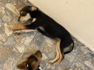 Cachorro raça SRD-ViraLata idade 2 a 6 meses nome Paçoquinha