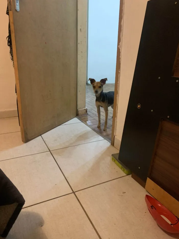 Cachorro ra a SRD-ViraLata idade 2 anos nome dom 