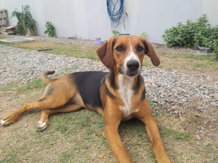 Cachorro ra a SRD-ViraLata idade 7 a 11 meses nome Lilica