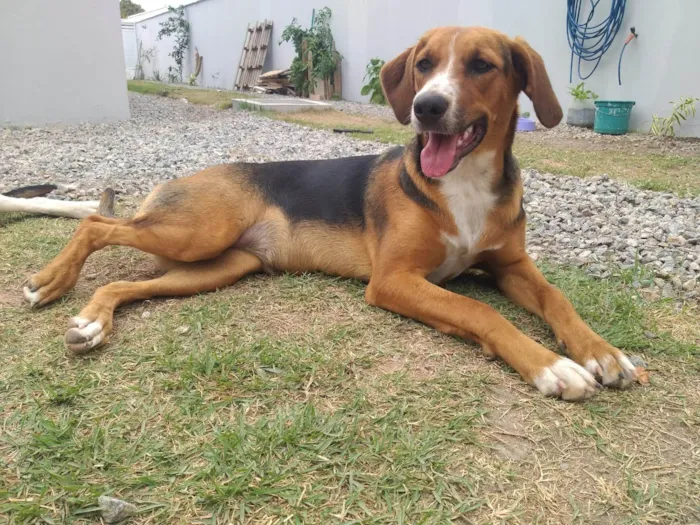 Cachorro ra a SRD-ViraLata idade 7 a 11 meses nome Lilica