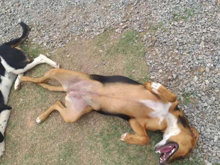 Cachorro ra a SRD-ViraLata idade 7 a 11 meses nome Lilica