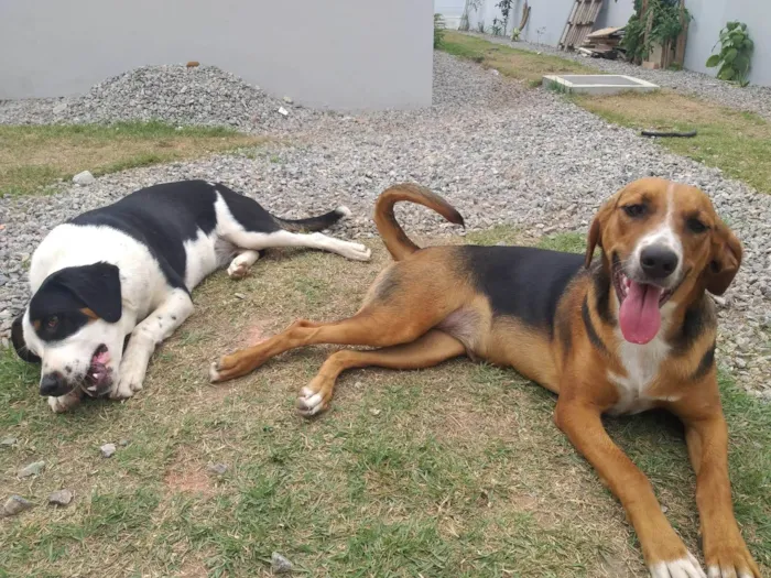 Cachorro ra a SRD-ViraLata idade 7 a 11 meses nome Lilica