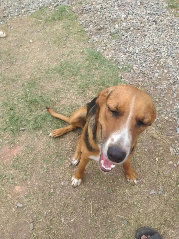 Cachorro ra a SRD-ViraLata idade 7 a 11 meses nome Lilica