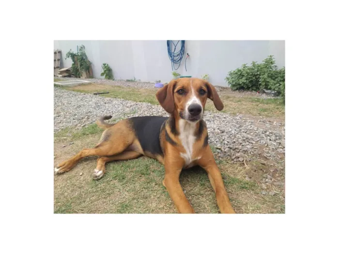 Cachorro ra a SRD-ViraLata idade 7 a 11 meses nome Lilica