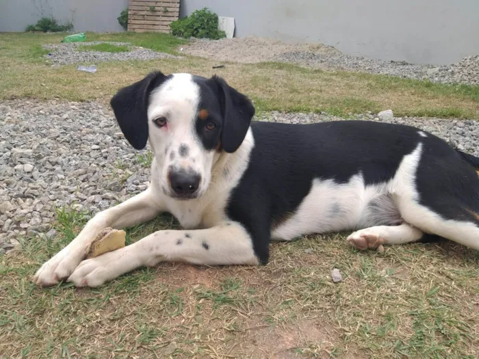 Cachorro ra a SRD-ViraLata idade 7 a 11 meses nome Thor