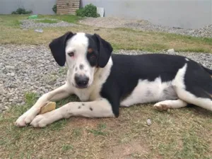 Cachorro raça SRD-ViraLata idade 7 a 11 meses nome Thor