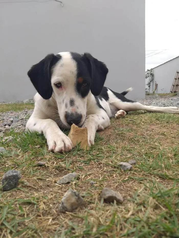 Cachorro ra a SRD-ViraLata idade 7 a 11 meses nome Thor