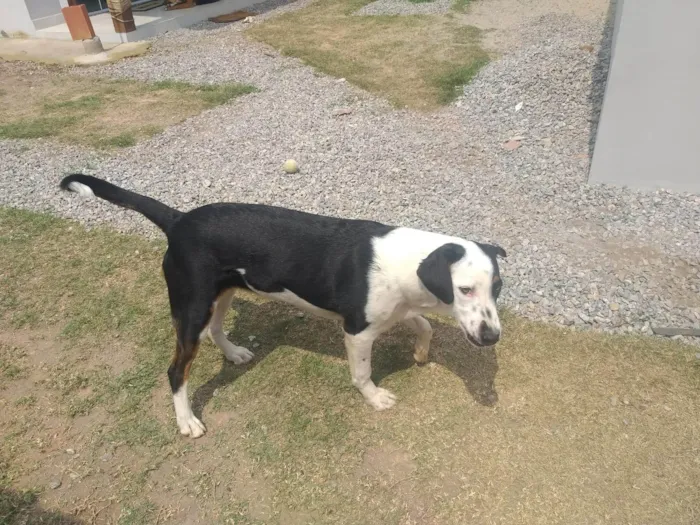 Cachorro ra a SRD-ViraLata idade 7 a 11 meses nome Thor