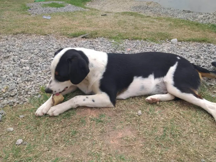 Cachorro ra a SRD-ViraLata idade 7 a 11 meses nome Thor