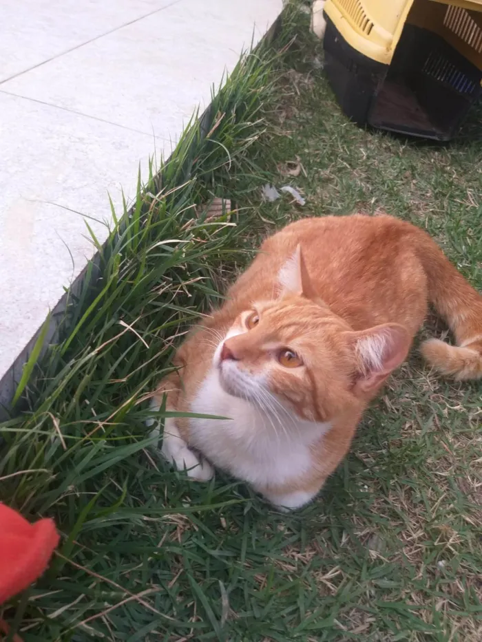 Gato ra a SRD-ViraLata idade 2 a 6 meses nome Sol