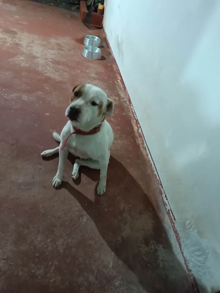 Cachorro ra a Pit-Bull idade 7 a 11 meses nome Tom