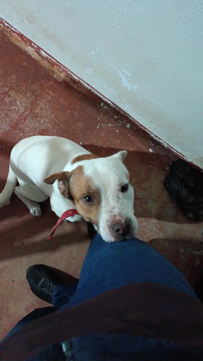 Cachorro ra a Pit-Bull idade 7 a 11 meses nome Tom