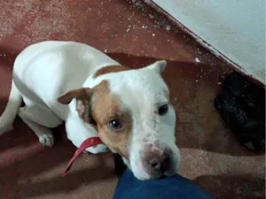 Cachorro raça Pit-Bull idade 7 a 11 meses nome Tom