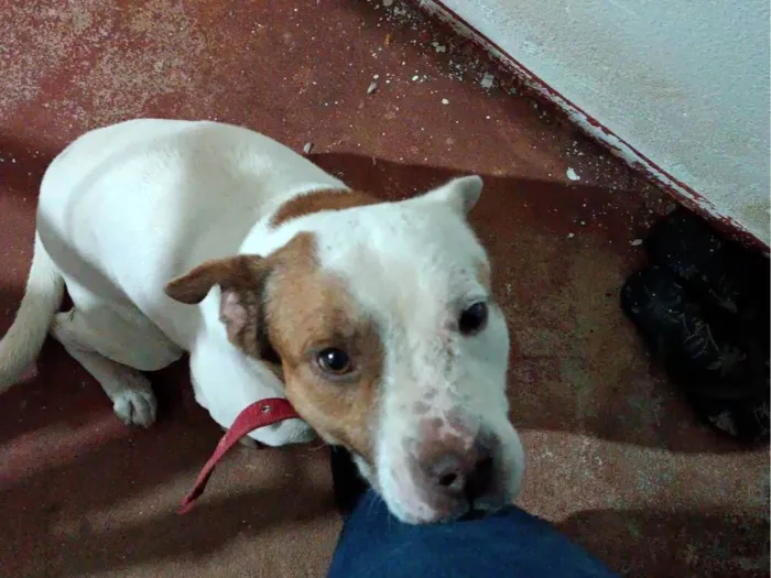 Cachorro ra a Pit-Bull idade 7 a 11 meses nome Tom