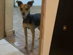 Cachorro raça SRD-ViraLata idade 2 anos nome dom 