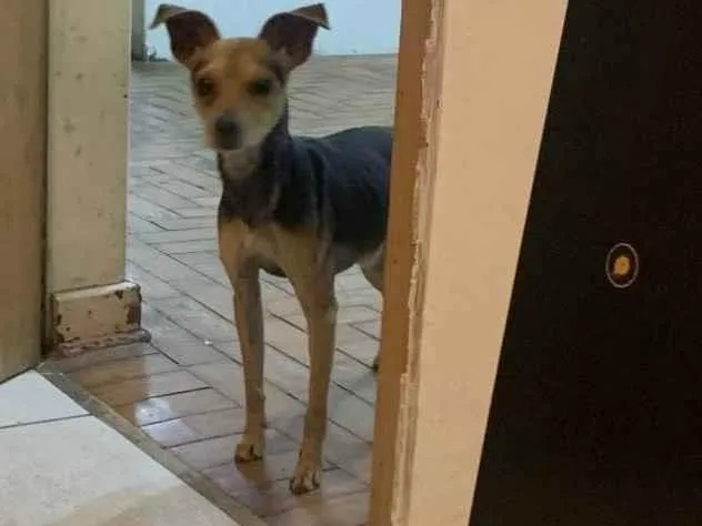 Cachorro ra a SRD-ViraLata idade 2 anos nome dom 