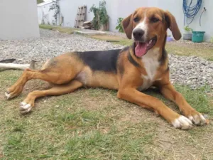 Cachorro raça SRD-ViraLata idade 7 a 11 meses nome Lilica