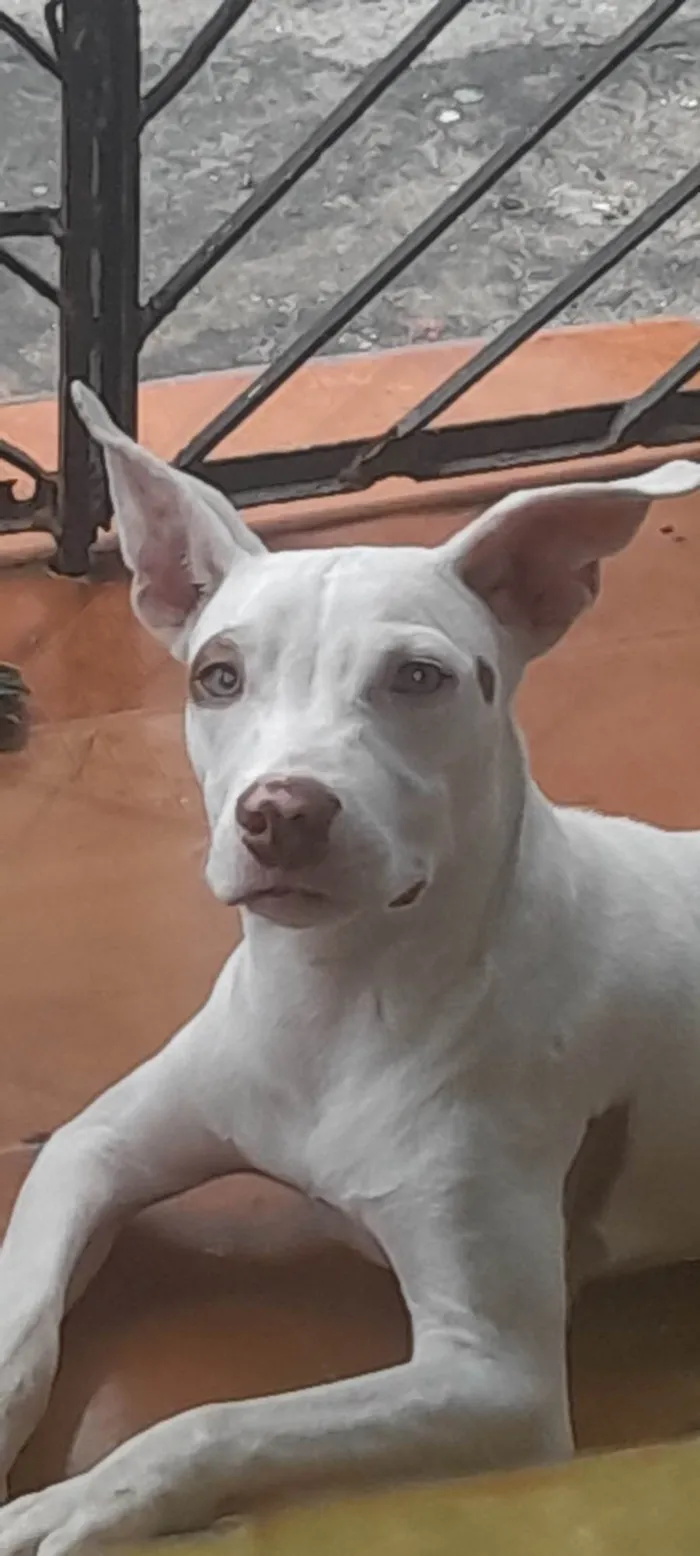 Cachorro ra a Pit-Bull idade 7 a 11 meses nome Rekson