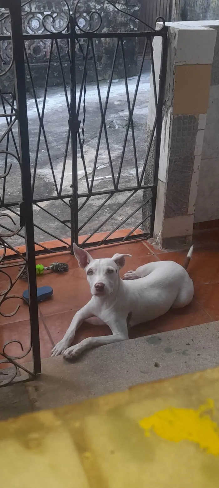 Cachorro ra a Pit-Bull idade 7 a 11 meses nome Rekson