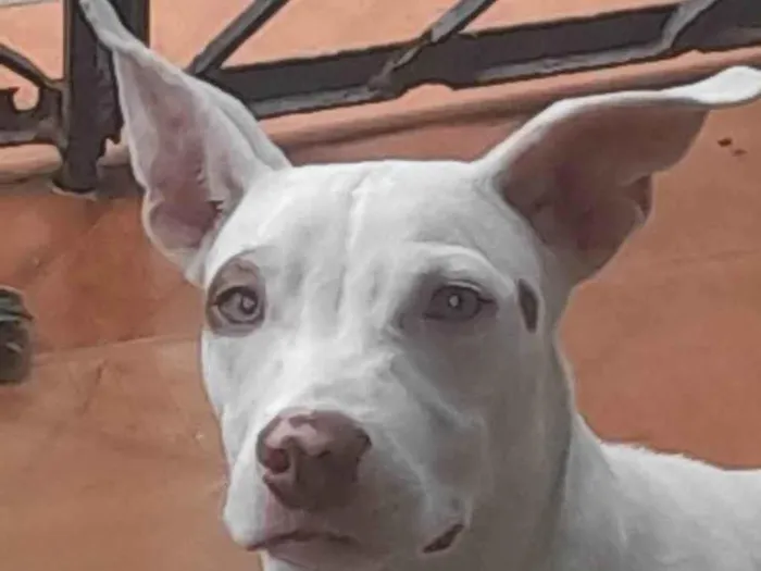 Cachorro ra a Pit-Bull idade 7 a 11 meses nome Rekson