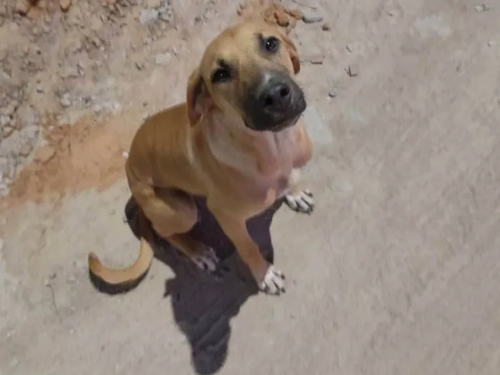 Cachorro ra a SRD-ViraLata idade 7 a 11 meses nome Amora