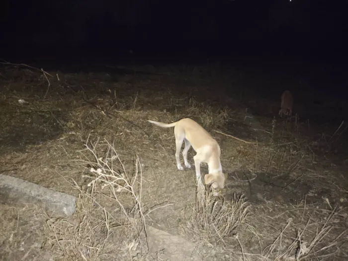 Cachorro ra a SRD-ViraLata idade 7 a 11 meses nome Amarelinha