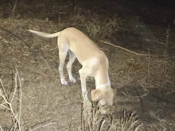 Cachorro ra a SRD-ViraLata idade 7 a 11 meses nome Amarelinha