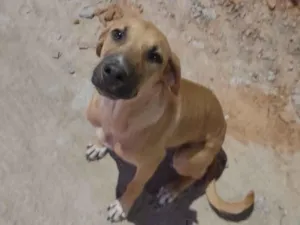 Cachorro raça SRD-ViraLata idade 7 a 11 meses nome Amora