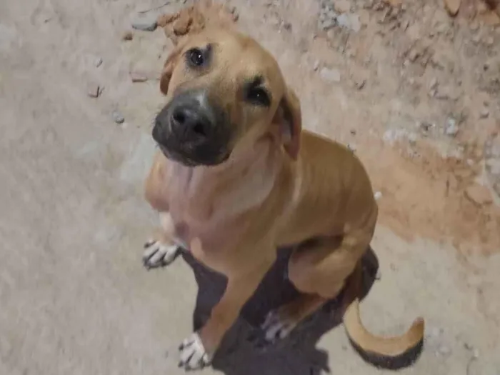 Cachorro ra a SRD-ViraLata idade 7 a 11 meses nome Amora