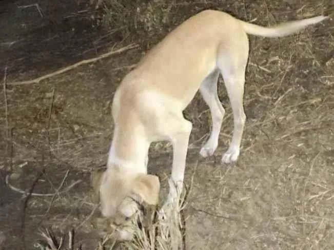 Cachorro ra a SRD-ViraLata idade 7 a 11 meses nome Amarelinha