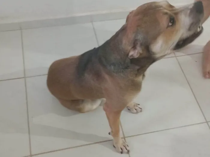 Cachorro ra a Pit-Bull idade 3 anos nome Kelev