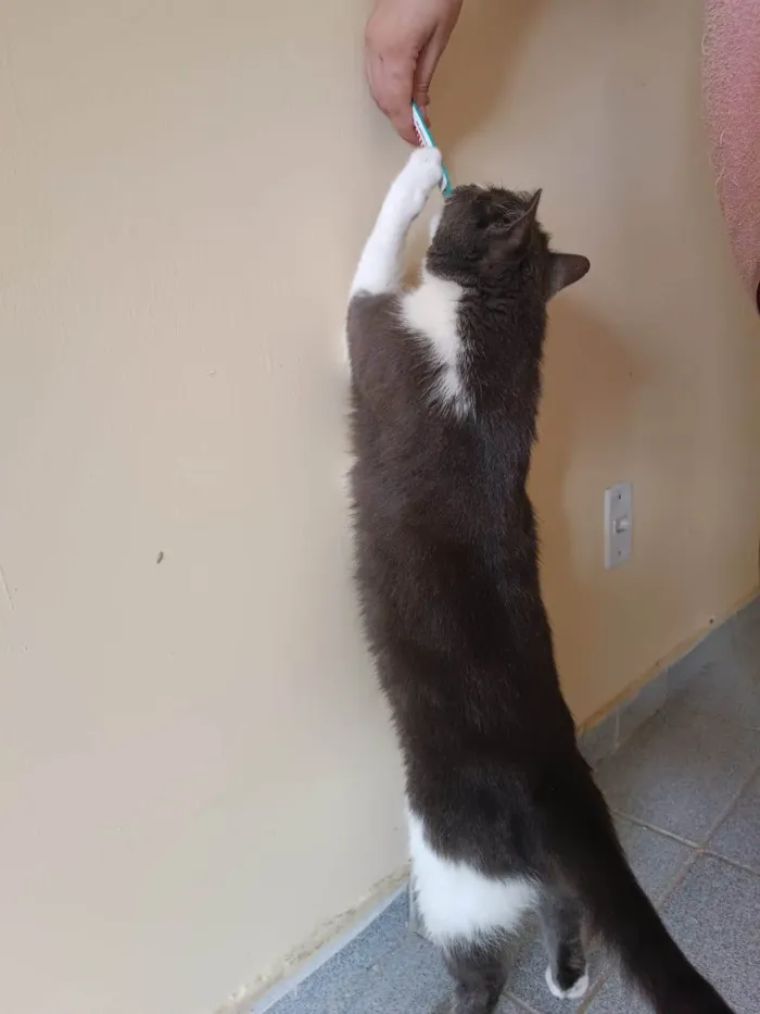 Gato ra a Siamês idade 4 anos nome Floki 