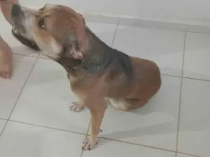 Cachorro raça Pit-Bull idade 3 anos nome Kelev