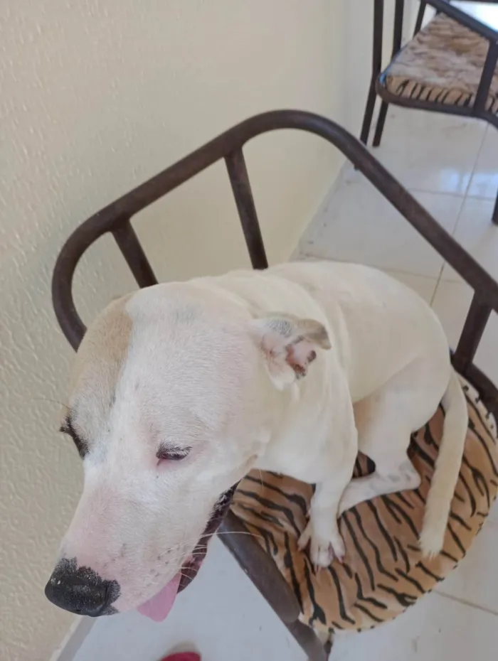 Cachorro ra a Pit-Bull idade 1 ano nome Dino