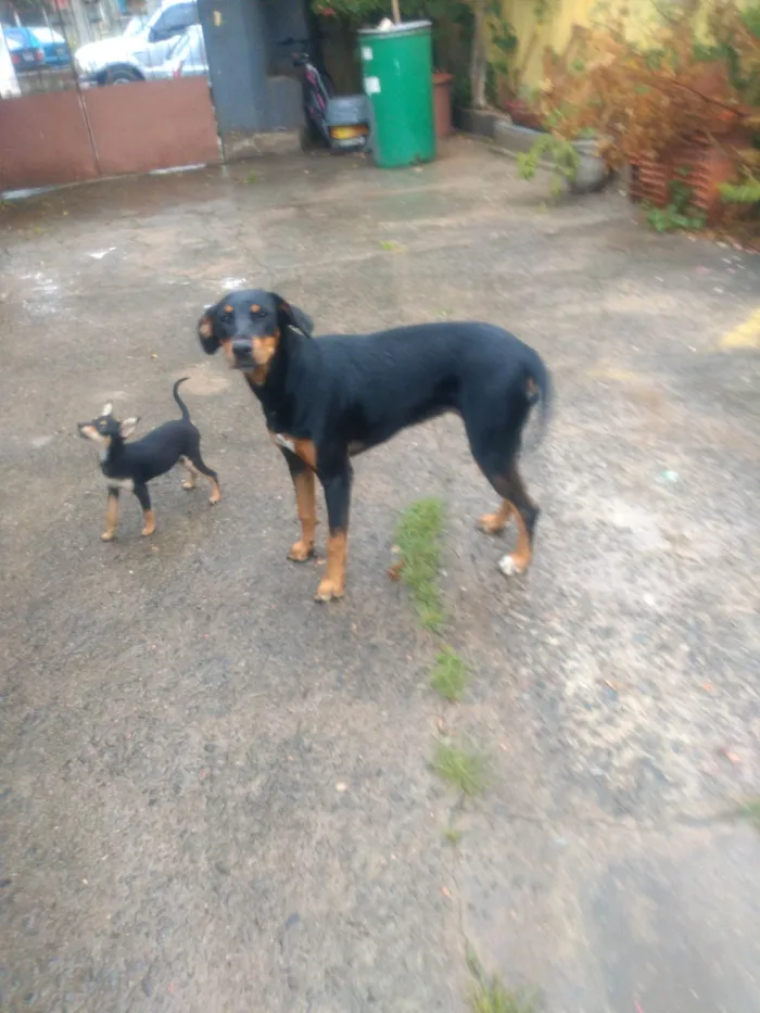 Cachorro ra a SRD-ViraLata idade 1 ano nome Tiquinho 