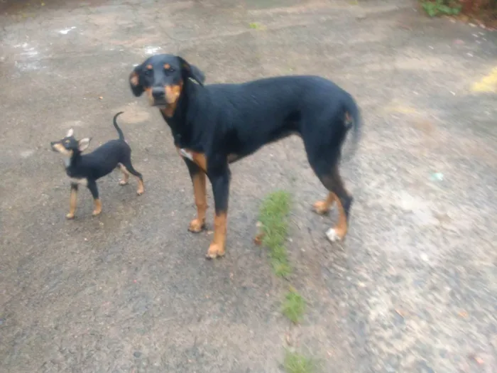 Cachorro ra a SRD-ViraLata idade 1 ano nome Tiquinho 