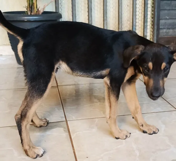 Cachorro ra a SRD-ViraLata idade 2 a 6 meses nome Sem nomes ainda