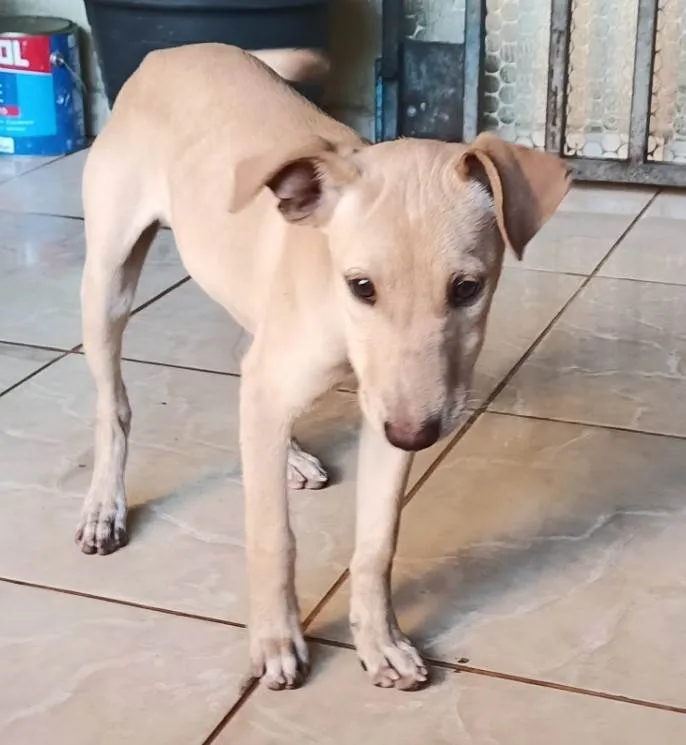 Cachorro ra a SRD-ViraLata idade 2 a 6 meses nome Sem nomes ainda